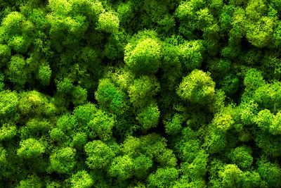 Full frame shot of plants growing in forest