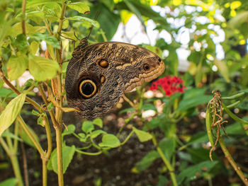 Close-up of butterfly on a plant