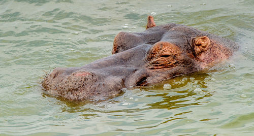 Lion swimming in lake