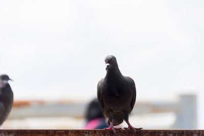 Close-up of bird perching