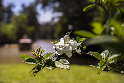 Close-up of white flowering plant