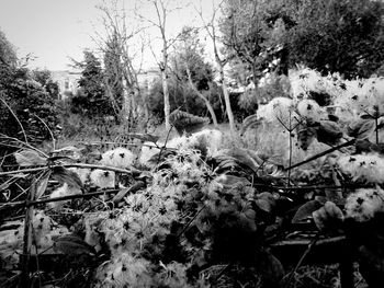 Close-up of plants against the sky