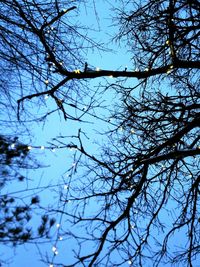 Low angle view of bare trees against blue sky