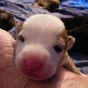 Close-up of dog sleeping