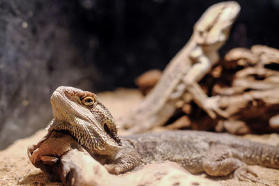 Close-up of lizard on land