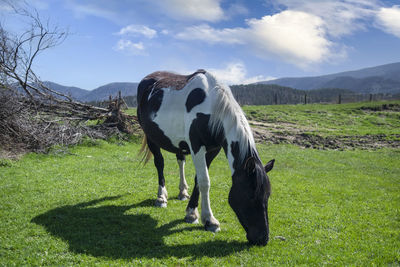 Horse grazing on field against sky