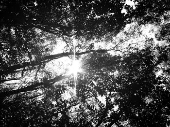 Low angle view of trees