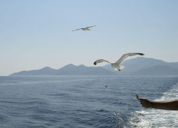 Birds flying over sea against clear sky