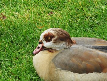 Close-up of bird on field