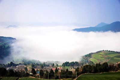 Trees growing on field against cloudy sky