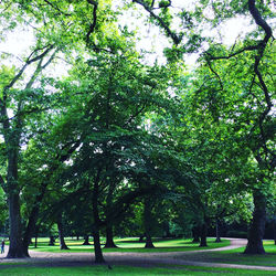 Trees in park