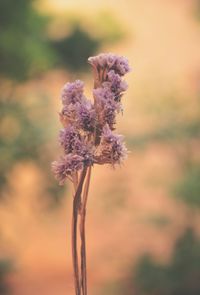 Close-up of purple flowering plant on field