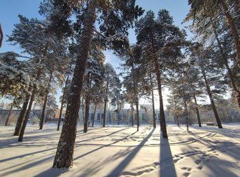 Trees in forest during winter