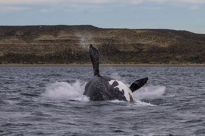 Low angle view of whale swimming in sea