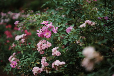 Close-up of pink flowering plants