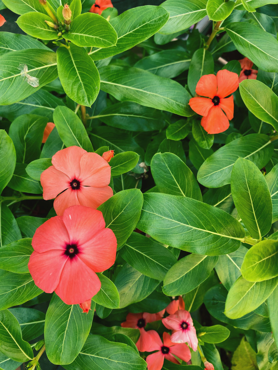 CLOSE-UP OF RED FLOWERING PLANT