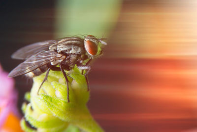 Close-up of insect on flower