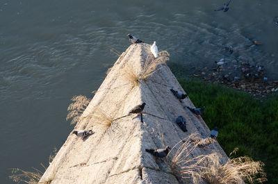 High angle view of bird perching on shore