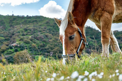 Horse grazing on field