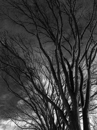 Low angle view of bare trees against sky