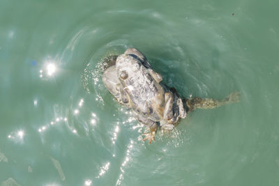 High angle view of turtle swimming in sea