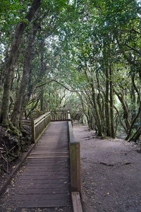 Empty wooden footbridge amidst trees in forest