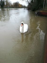 Swan swimming on lake