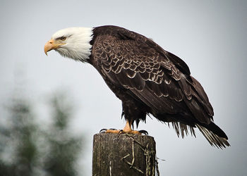 Low angle view of bird perching on wooden post against clear sky