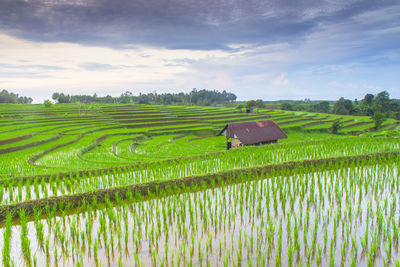 Scenic view of agricultural field against sky