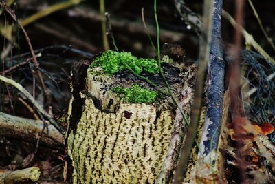 Close-up of lizard on tree trunk in forest