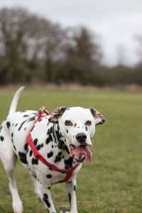 Portrait of dog on field