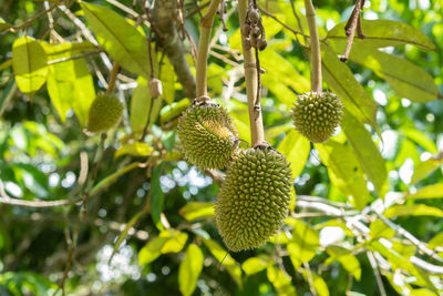 Close-up of fruit growing on tree