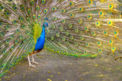 Peacock opened multicolored tail like fan,. beautiful plumage of male peacock in mating season.