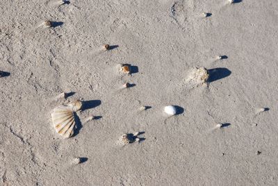 High angle view of shells on sand