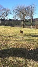 Horse in a field