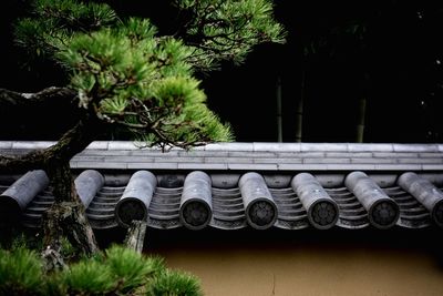 Trees by daitokuji temple