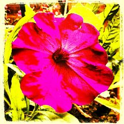 Close-up of pink flower