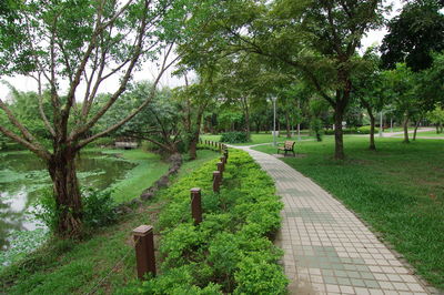 Trees and plants in park