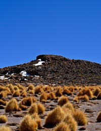 Flock of sheep against clear blue sky