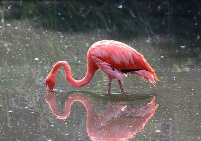 Colorful pink flamingo birds in a close up view on a sunny day