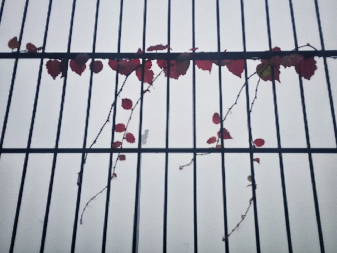 metal, protection, safety, day, padlock, outdoors, no people, focus on foreground, red, low angle view, sky, architecture, love lock, close-up, hanging, nature