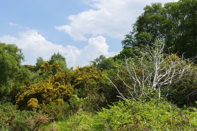 Low angle view of trees against sky