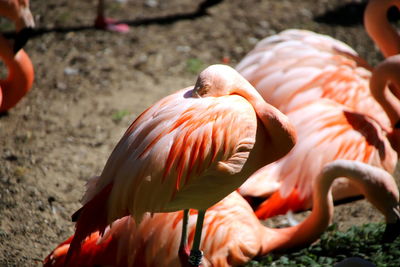 Close-up of flamingo
