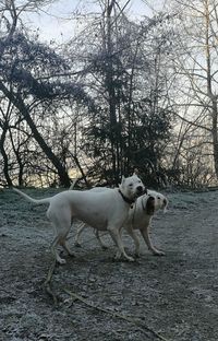 Dogs dog on tree