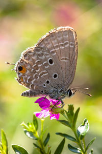 Close-up of butterfly pollinating on flower