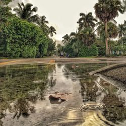 Scenic view of palm trees in water