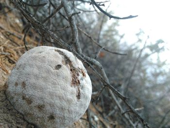 Close-up of tree trunk