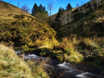 Trees growing in forest against sky