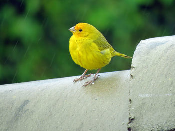 Close-up of bird perching on yellow leaf