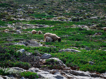 Sheep grazing on field